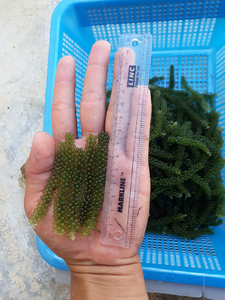 Raisins de mer déshydratés/Latok Ms Sophie - Product Image 3