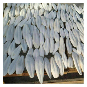 Os de poisson de seiche blanc du vietnam, minéraux pour les oiseaux et les reptiles, médecine traditionnelle, - Product Image 1