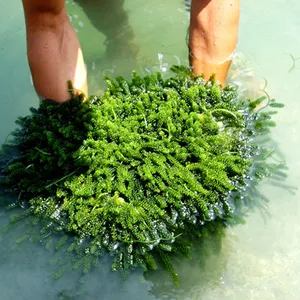 Rumput Laut Anggur Segar Berkualitas Tinggi/Whatsapp + 84 845 639639