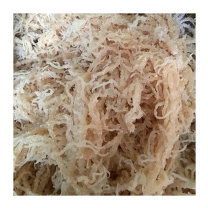 สาหร่ายคอตตันนีแห้งไม่ใส่เกลือ - สาหร่ายมอสทะเลแห้ง ราคาแข่งขันจากเวียดนาม - Product Image 2