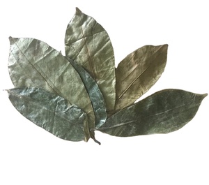 Feuilles de corossol séchées prêtes à être exportées dans un sac, supplément insipide pour la santé des adultes - Product Image 1