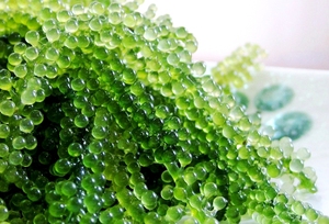 Algas de Mar de Vietnam Caulerpa Lentillifera, Sazonadas en Bolsa, para Ensaladas, Sushi, Uso en Restaurantes, Ingrediente de Alimentos Frescos - Product Image 4