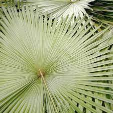 Hoja de palma Natural para decoración y artesanía, hoja de tamaño variado, respetuoso con el medio ambiente, vietnamita, Exportación a todo el mundo - Product Image 2