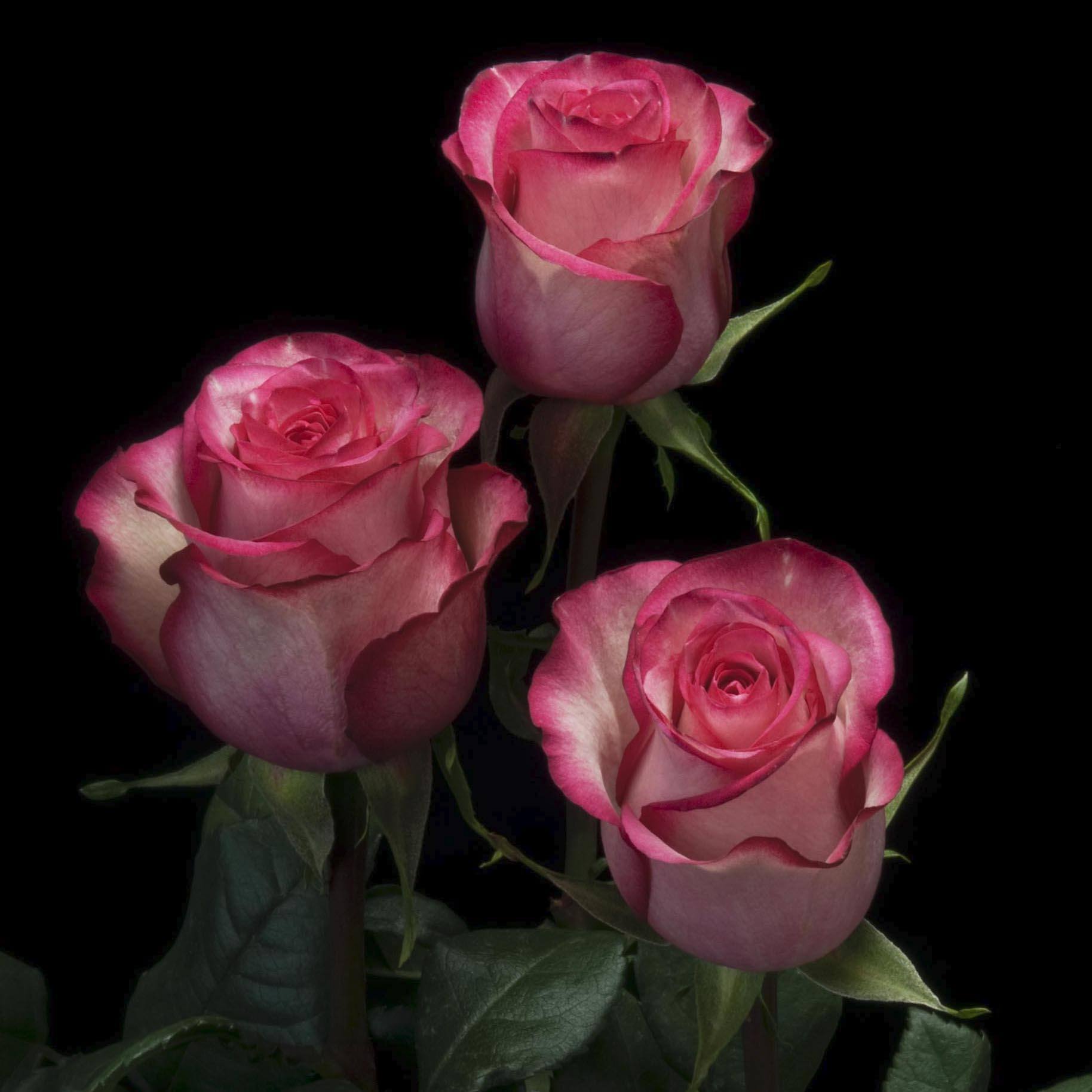 Rosen sorte CAROUSEL direkt Ecuador Farm frische lange Stiel blume für Hochzeit Großhandel