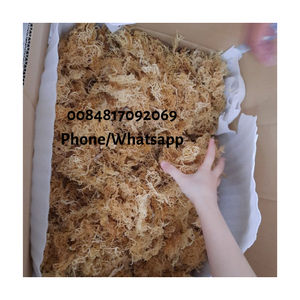 ขายส่งทะเลมอสส์ Bladderwrack/ไอริช Seamoss/ แห้ง Chondrus Crispus No Salt Irish Moss Wildcrafted 0084817092069 WS - Product Image 1