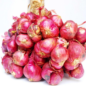 Alta calidad rojo cebolla SHALLOT de VIETNAM/MS LAURA + 84 896611913 - Product Image 1