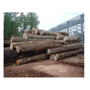 Wholesale Douglas Fir Log For Quality Floors And Surfaces