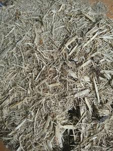 BAGASSE SILAGE/ DÉCHETS DE CANNE À SUCRE BAGASSE/ DÉCHETS AGRICOLES - Product Image 6