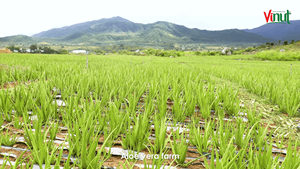 16.9 FlOz Fresh Aloe Vera Drink Mangue avec Graines de Chia Répertoire des fabricants de fibres élevées - Product Image 2