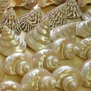 Fabricant vietnamien de coquillages polis uniques pour l'artisanat naturel en coquillages, souvenir cadeau en stock - Product Image 4