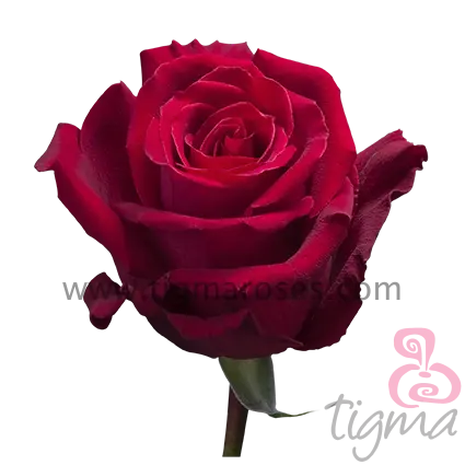 زهور إكوادور rose FOREVER YOUN الطبيعية, زهور طويلة ، تقطيع الورد ، للبيع بالجملة والزفاف من تيجما