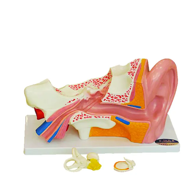 Exposição anatômica do estilo modelo anatomia do ouvido humano plástico nova ciência médica para mostrar a orelha humana e a educação