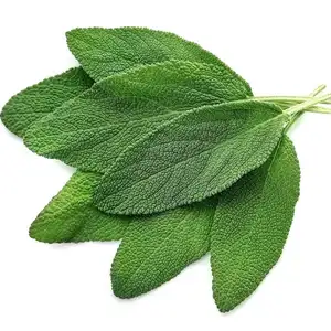 Contact for Bulk Order for Sage Essential Oil Export With Anti Depressant Property in Low Prices