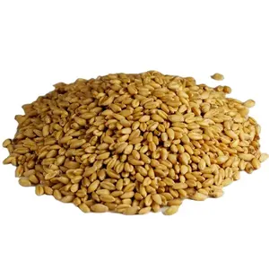 Barley Ukrainian Kualitas Tinggi/Umpan Barley/Konsumsi Manusia