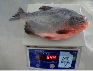 Poissons Pomfret rouge et Pomfret noir à vendre à des prix abordables - Product Image 3