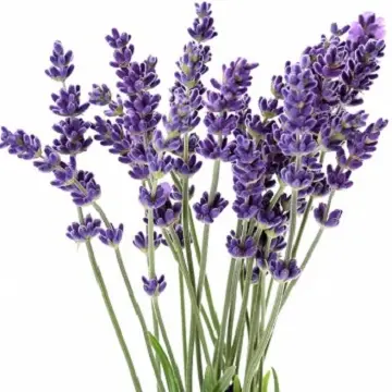 Aceite de lavanda con puntas (Latifolia)