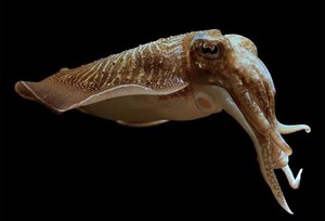 <b>CUTTLEFISH</b> BONE POWDER HIGH QUALITY in VIET NAM 99 Gold Data - Product Image 4