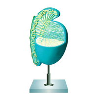 Modelo de Testículos para Anatomía Humana BR-144, Material PVC, Mejor Precio, para Fines Educativos Escolares, Personalizable OEM, Uso Médico