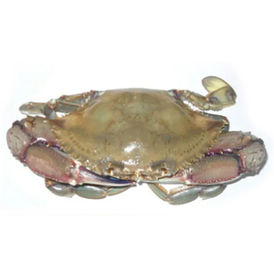 Lame d'arbre de mer, bleu, frais, pour la natation, 500g x 12, 6kg