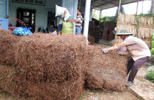 หญ้าเจลลี่อบแห้ง Vilaconic และต้นกำเนิด mesona chinensis ในถุงสำหรับตลาดประเทศไทย + 84905010988 - Product Image 5