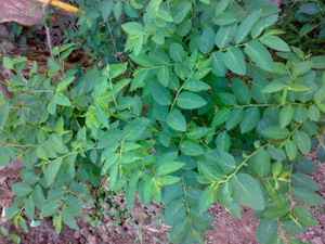 Ventas calientes para la hoja andrógina de Sauropus seca con la calidad de exportación más alta del proveedor de Vietnam - Product Image 4