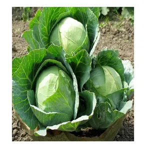 New harvest 100% organic fresh cabbage to export whatsapp whatsapp +84 845 639 639