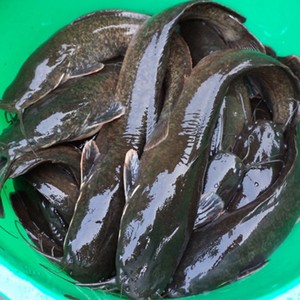 Ikan Lele Hidup Grosir dari Afrika