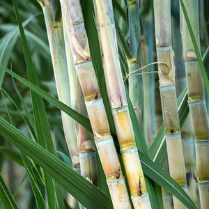 Canne à sucre fraicheuse japonaise, livraison gratuite, au meilleur prix/Katie + 84352310575 - Product Image 1