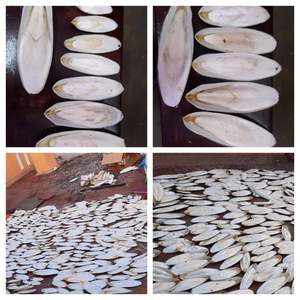 ราคาถูกปลาหมึกธรรมชาติสำหรับนกในเวียดนาม-ไม้เลื้อย + 84 977157110 - Product Image 6