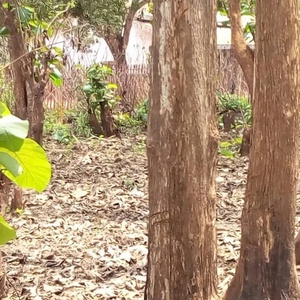 High Quality All Types Timber <b>Wood</b> <b>Logs</b> Including Ilumba Moabi Teak Okoume Mukulugu Agoungui Pa Rosa Bulinga Iro Lumber High - Product Image 5