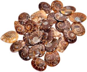 ซื้อส่วนลดในการขายร้อนล่าสุดสต็อกใหม่ล่าสุด Ammonite เครื่องประดับอัญมณีหลวมหิน Cabochon - Product Image 5