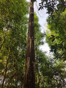 Goma de resina Benzoin Siam con precio competitivo/Material de aceite esencial Styrax Benzoin para fragancias/Shyn Tran - Product Image 4