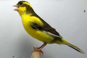 Brazalete Ecológico de Plástico para el Tratamiento de Patas de Canarios - Product Image 3