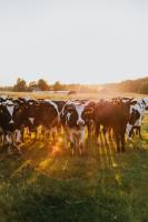 Additifs alimentaires de biotechnologie agricole de Taiwan pour volaille et poulet