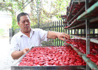 100% natuurlijk biologisch gedroogd GAC-poeder, zoete smaak, in kas gekweekt, bulkverpakking uit Vietnam