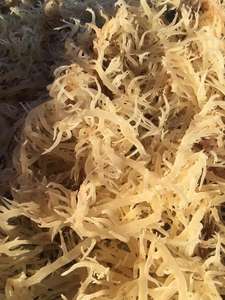 FABRICANT EUCHEUMA COTTONII ALGUES/SEAMOSS/ KAPPAPHYCUS ALVAREZII (Mme Lima) - Product Image 3