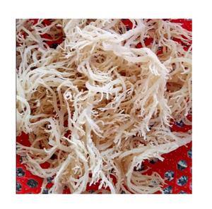 Vietnam Supplier Irish <b>Sea</b> <b>Moss</b> Eucheuma Cottonii Seaweed/ Dried Unsalted Brown <b>Sea</b> <b>Moss</b> Vietnam - Product Image 5