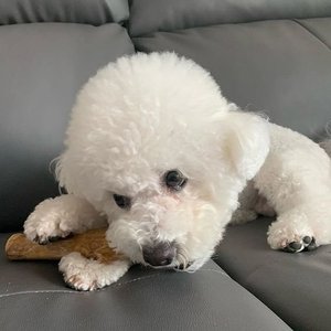 Jouet à mâcher en bois de café, bon produit, chien du Vietnam, en bois véritable naturel, à mâcher, chien, en ambre, HH + 84383004939 - Product Image 6