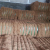 Indonesia 7 Cm - 30 Cm <strong>Coconut</strong> Coir Support Granules Golden Brown Coco <strong>Fiber</strong> 0001 100 Kg / <strong>Bale</strong> (+/- 5kg) Indoor and Outdoor - Product Image 2