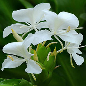 ซื้อขิงขาวออร์แกนิกน้ำมันหอมระเหยกลิ่นลิลลี่สกัดจากดอก Hedychium flavum สำหรับใช้ได้หลายประเภท - Product Image 2