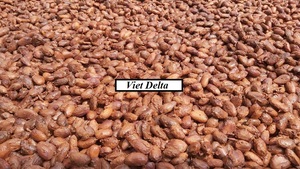 Precio de polvo de cacao - Product Image 3