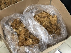 Kappaphycus Alvarezii SEAMOSS EUCHEUMA COTTONII 2025 - Product Image 5