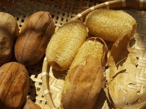 Luffa Fiber Very Competitive Price Unbleached natural Loofah soap making from raw material Exfoliating embedding loofah - Product Image 5