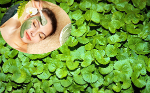 100% ส่วนผสมจากธรรมชาติผลิตผง Gotu Kola สำหรับเครื่องสำอาง - Product Image 5