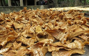 Brote de bambú seco Rebanada Brotes de Bambú - Product Image 4