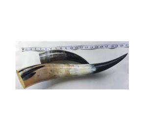 Meilleures cornes de buffle naturelles de différentes tailles et matériaux, cornes de bœuf naturelles à vendre avec prix personnalisé pour des cornes naturelles et polies - Product Image 4