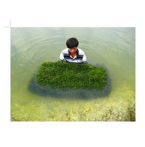 Raisin de mer frais noix de mer, noix de coco, haute qualité, prix connexion 99 or, nouveauté du Vietnam - Product Image 1