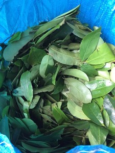 ผู้ให้บริการอินทรีย์แห้ง SOURSOP ใบ/GRAVIOLA ใบ-สมุนไพรธรรมชาติจากเวียดนาม /Axel + 84 38 776 0892 - Product Image 5