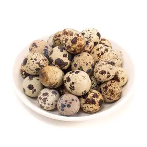 Canned quail eggs with Cheap Price/Quail eggs