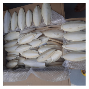 Os de seiche blanc naturel de haute qualité, minéraux pour les oiseaux et les reptiles, adapté à la médecine traditionnelle - Product Image 3